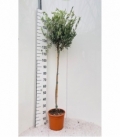 Olea