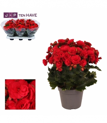 Begonia