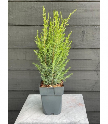 Juniperus