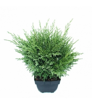 Juniperus