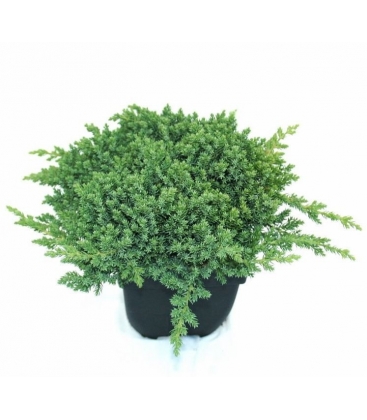 Juniperus