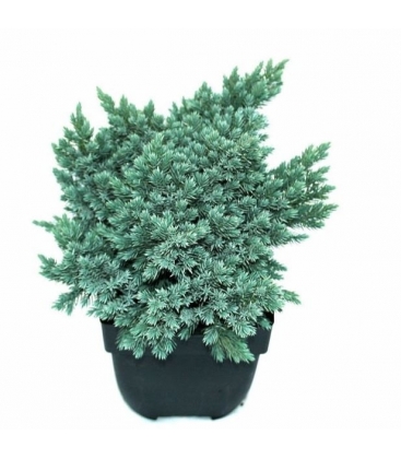 Juniperus