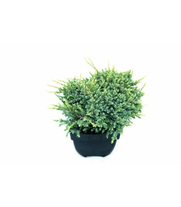 Juniperus