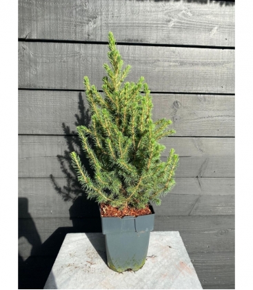 Picea