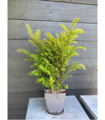 Taxus