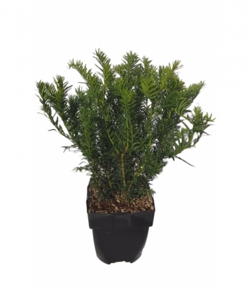 Taxus
