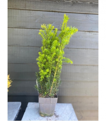 Taxus