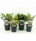 Ilex