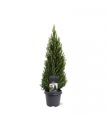 Picea