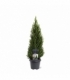 Picea