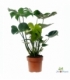Monstera