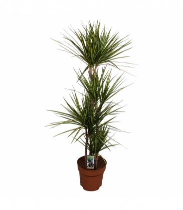 Dracaena