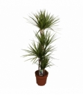 Dracaena