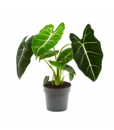 Alocasia