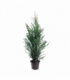 Taxus