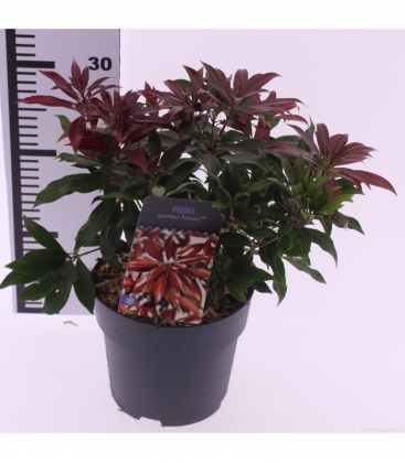 Pieris
