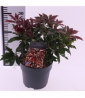 Pieris