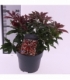 Pieris