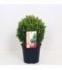 Buxus