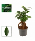 Ficus