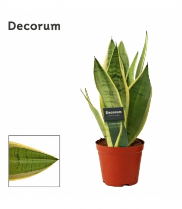 Sansevieria