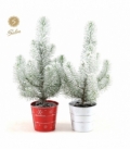 Pinus