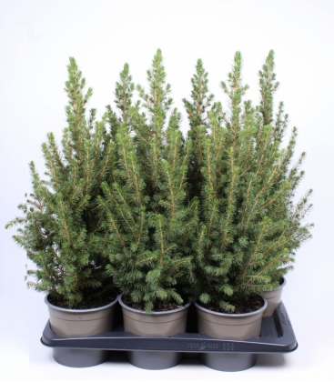 Picea