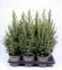 Picea