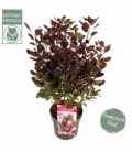 Cotinus