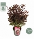 Cotinus