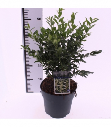 Sarcococca