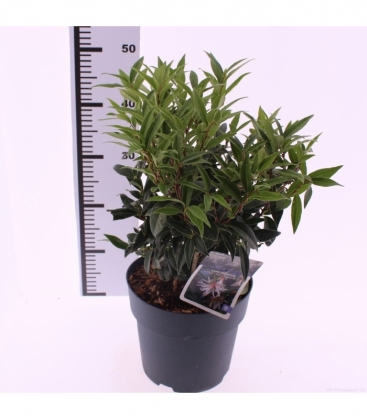 Sarcococca