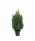 Juniperus