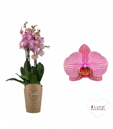 Phalaenopsis