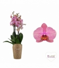 Phalaenopsis