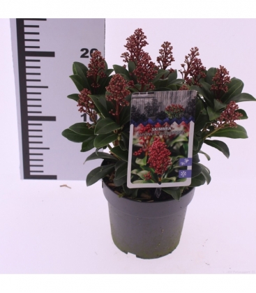 Skimmia