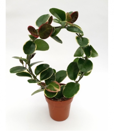 Hoya