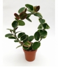 Hoya
