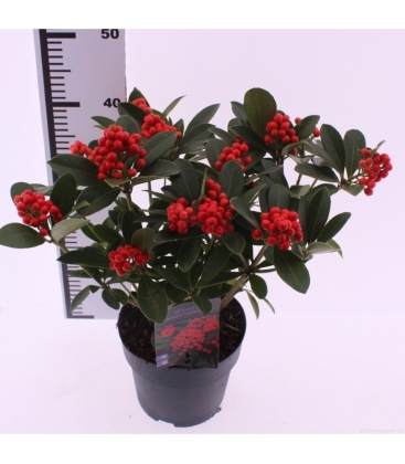Skimmia