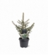 Picea