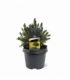 Picea