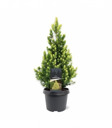 Picea