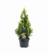 Picea