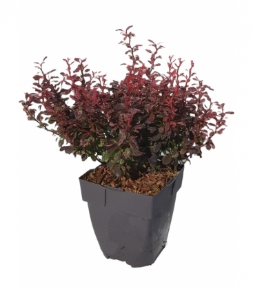 Berberis