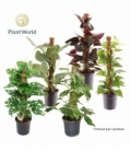 Epipremnum