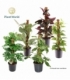 Epipremnum