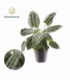 Schismatoglottis