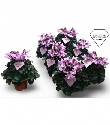 Cyclamen