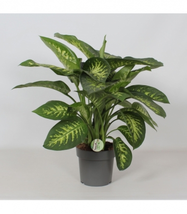 Dieffenbachia