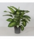 Dieffenbachia